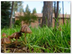 Who knew? Mushrooms on the dry side. 